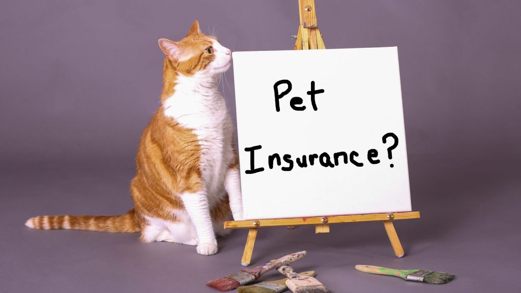 cat with paint asking about pet insurance
