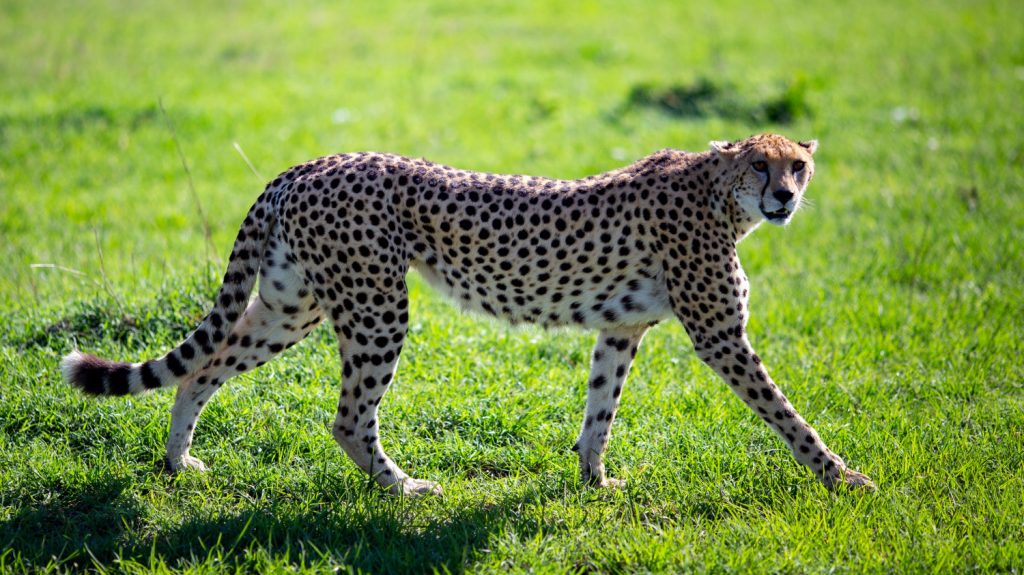 graceful cheetah walking