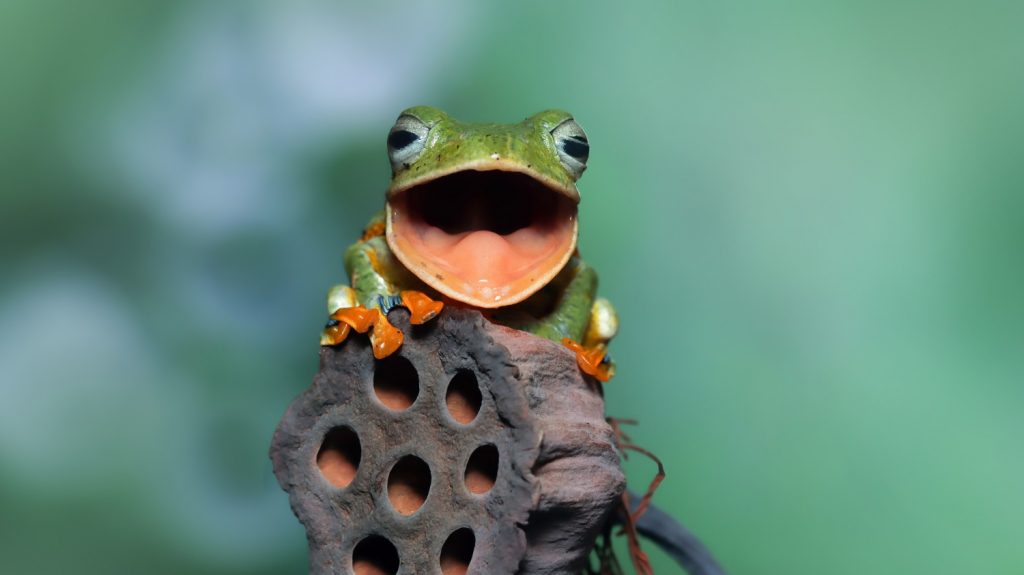 funny frog making sound