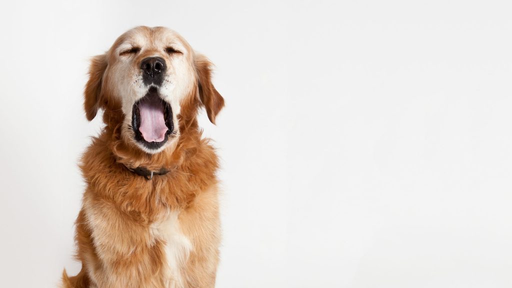 The portrait of the big yawning dog