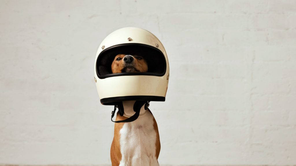 funny dog waring a delivery helmet
